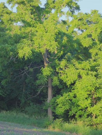 3340 Longhollow, ELIZABETH, Illinois 61028, ,Land,For Sale,Longhollow,202603503