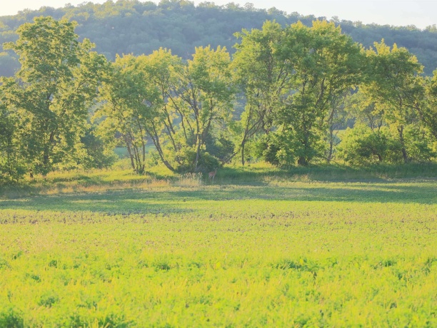 3340 Longhollow, ELIZABETH, Illinois 61028, ,Land,For Sale,Longhollow,202603503