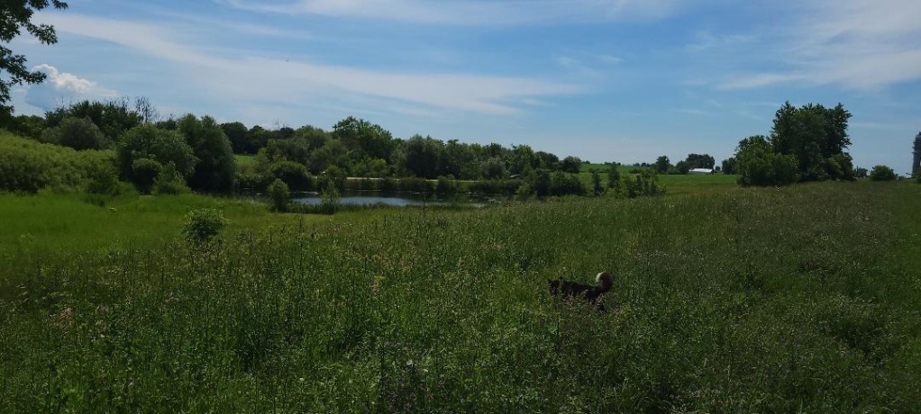 TBD Montague Rd, BAILEYVILLE, Illinois 61007, ,Land,For Sale,Montague Rd,202603760