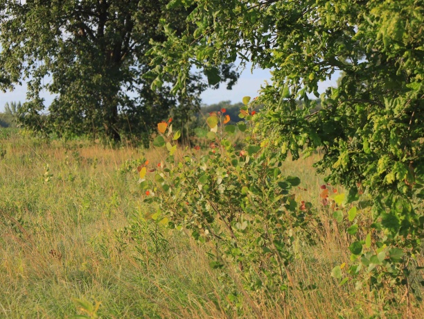 3618 Harper, EARLVILLE, Illinois 60518, ,Land,For Sale,Harper,202603975