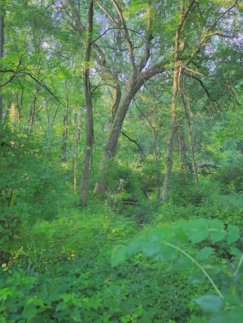 3618 Harper, EARLVILLE, Illinois 60518, ,Land,For Sale,Harper,202603975