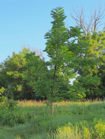 3618 Harper, EARLVILLE, Illinois 60518, ,Land,For Sale,Harper,202603975