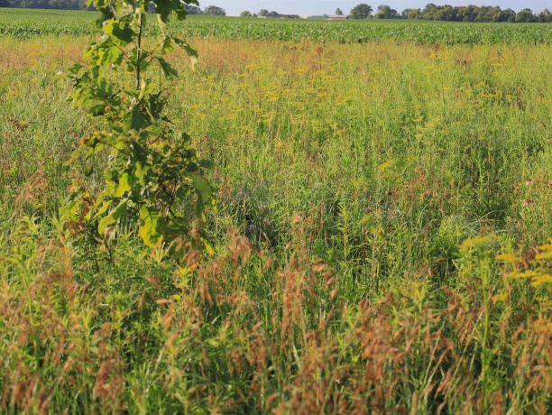 3618 Harper, EARLVILLE, Illinois 60518, ,Land,For Sale,Harper,202603975