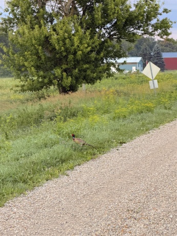 3618 Harper, EARLVILLE, Illinois 60518, ,Land,For Sale,Harper,202603975