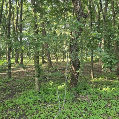 000 Orchid, OREGON, Illinois 61061, ,Land,For Sale,Orchid,202603981
