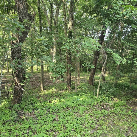 000 Orchid, OREGON, Illinois 61061, ,Land,For Sale,Orchid,202603981