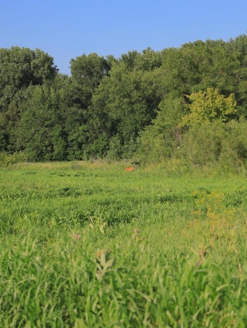 000 Todd, OHIO, Illinois 61349, ,Land,For Sale,Todd,202604239