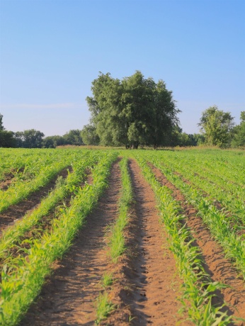 000 Todd, OHIO, Illinois 61349, ,Land,For Sale,Todd,202604239