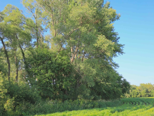 000 Todd, OHIO, Illinois 61349, ,Land,For Sale,Todd,202604239