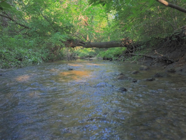 000 Todd, OHIO, Illinois 61349, ,Land,For Sale,Todd,202604239