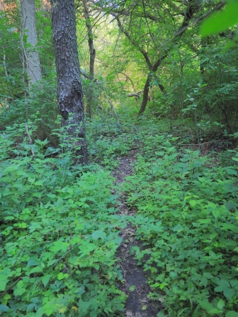 000 Todd, OHIO, Illinois 61349, ,Land,For Sale,Todd,202604239