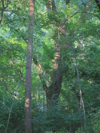 000 Todd, OHIO, Illinois 61349, ,Land,For Sale,Todd,202604239