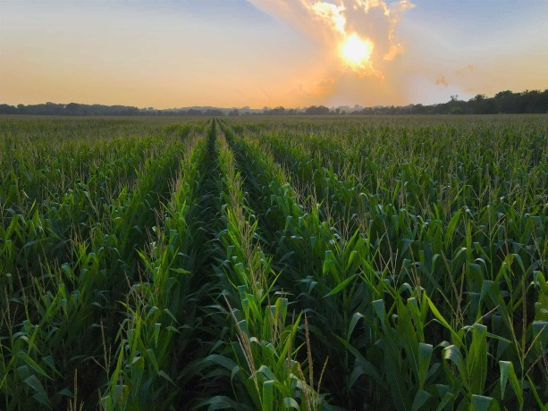 000 Capp, MORRISON, Illinois 61270, ,Land,For Sale,Capp,202604756