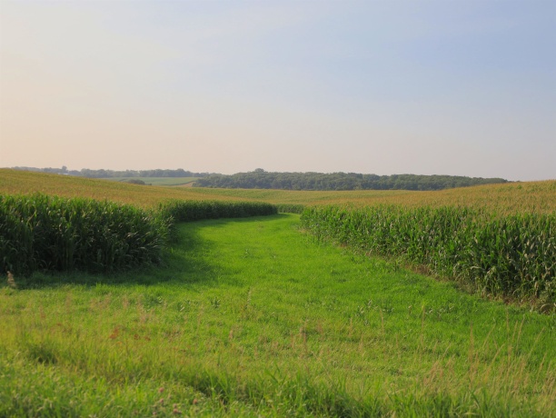 000 Capp, MORRISON, Illinois 61270, ,Land,For Sale,Capp,202604756