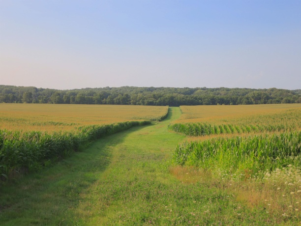 000 Capp, MORRISON, Illinois 61270, ,Land,For Sale,Capp,202604756