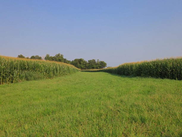 000 Capp, MORRISON, Illinois 61270, ,Land,For Sale,Capp,202604756