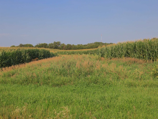 000 Capp, MORRISON, Illinois 61270, ,Land,For Sale,Capp,202604756