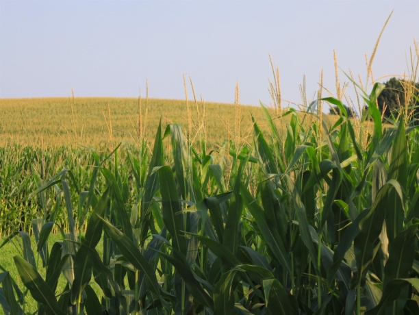 000 Capp, MORRISON, Illinois 61270, ,Land,For Sale,Capp,202604756