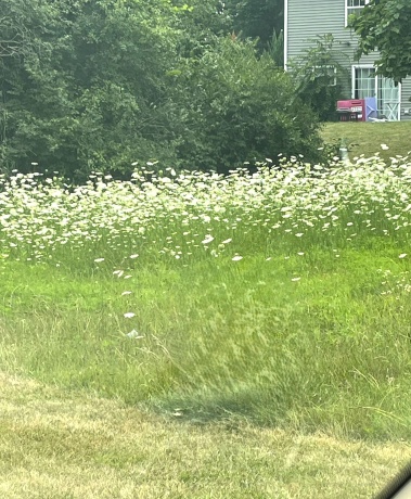 Lot 43 Meadowview, MARSEILLES, Illinois 61341, ,Land,For Sale,Meadowview,202605028