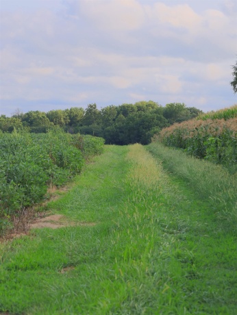 000 30th, ALL OTHERS, Illinois 61342, ,Land,For Sale,30th,202605265